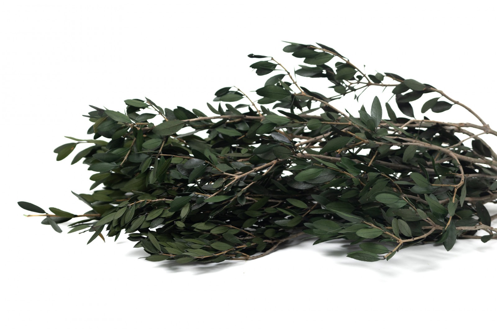 Stabilisierter Olive (15)* stabilisierter-olive-15