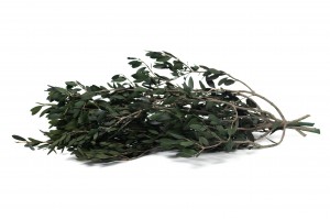 olivier-sauvage-stabilise-15.