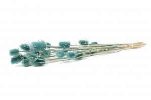 getrocknete-distel-12.