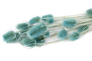 getrocknete-distel-12.