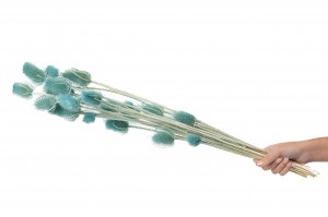 getrocknete-distel-12.