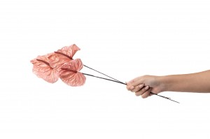 anthurium-stabilise-30.