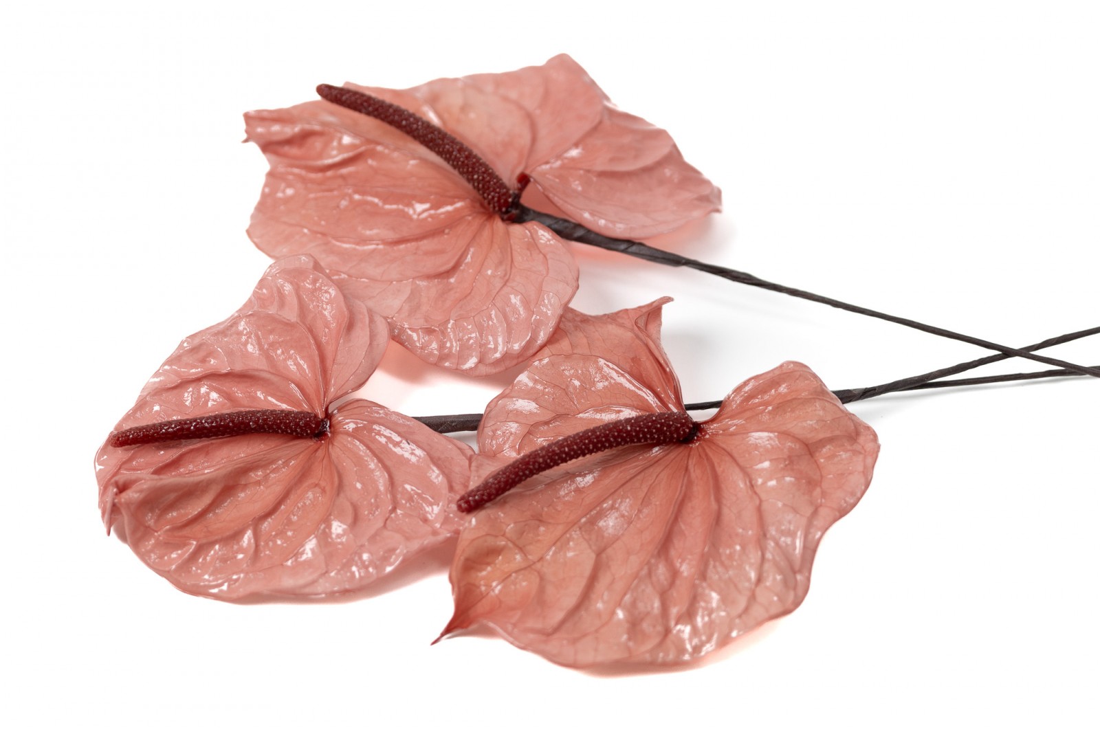 Anthurium stabilisé (30) anthurium-stabilise-30