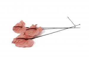 anthurium-stabilise-30.