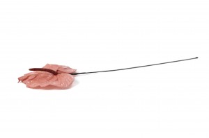 anthurium-stabilise-30.