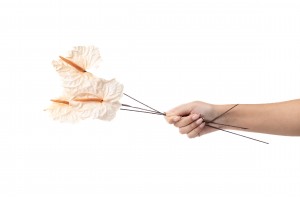 anthurium-stabilise-30.