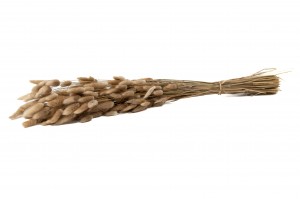 dried-lagurus-8.
