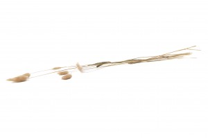 dried-lagurus-8.