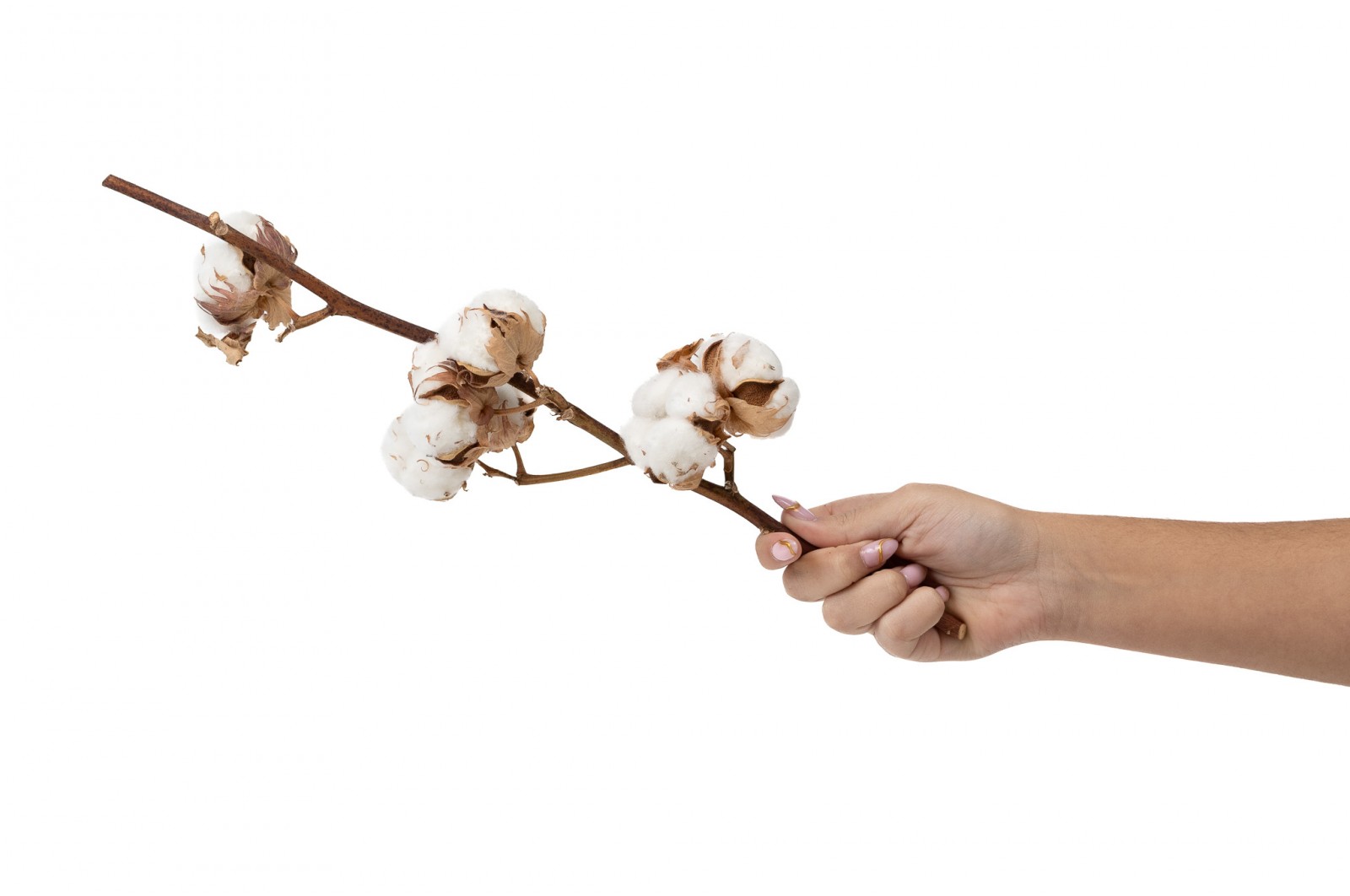 Branche de coton sèche naturelle (18)* branche-de-coton-seche-naturelle-18