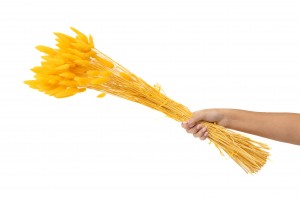 dried-lagurus-20.