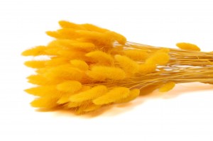 trockenes-lagurus-20.