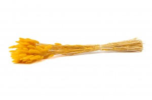 trockenes-lagurus-20.