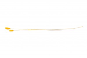 trockenes-lagurus-20.