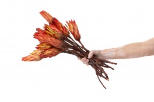 trockene-repens-protea-18.