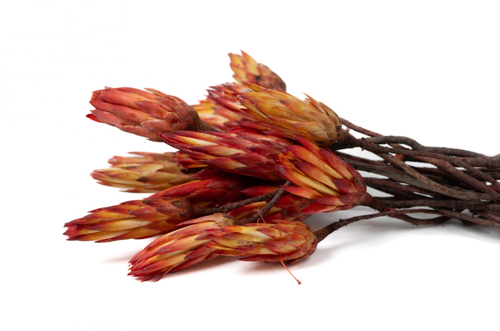 dried-repens-protea-flower-18