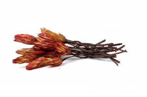 trockene-repens-protea-18.