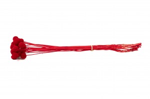 craspedie-stabilise-8.
