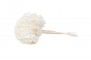 hortensia-stabilise-8.