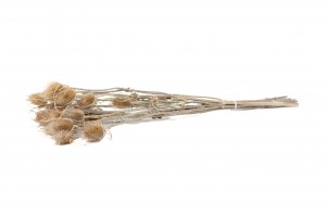 getrocknete-distel-18.
