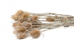 getrocknete-distel-18.