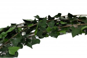 preserved-english-ivy-l-38