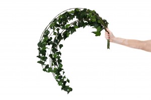 preserved-english-ivy-l-38.