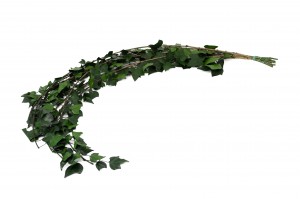 preserved-english-ivy-l-38.