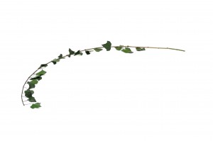 preserved-english-ivy-l-38.