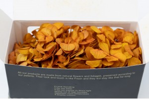 preserved-sprig-hydrangea-14.