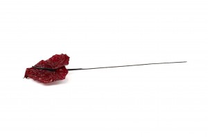 anthurium-konserviert-30.