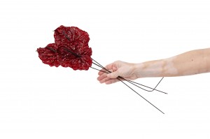 anthurium-konserviert-30.