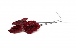 anthurium-konserviert-30.