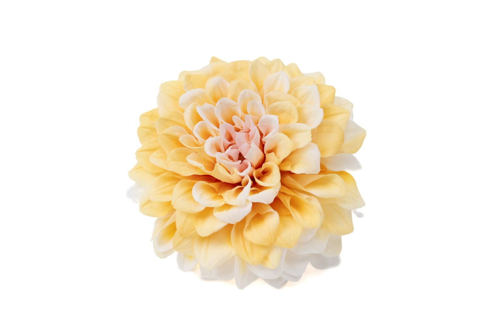 Stabilisierte dahlia (30) stabilisierte-dahlia-30