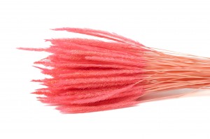 vulpin-seche-29.