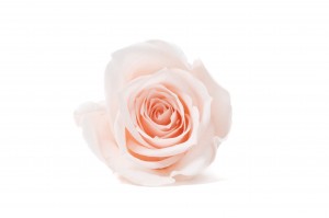 tetes-de-roses-kiara-stabilisees-m-37.