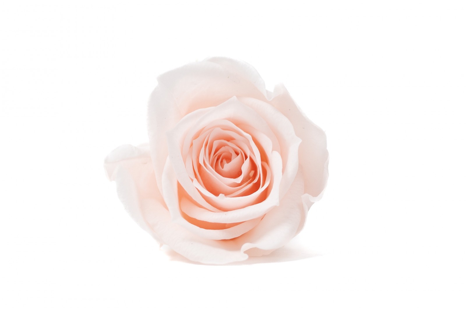 Têtes de roses Kiara stabilisées M (37) tetes-de-roses-kiara-stabilisees-m-37