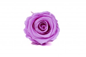 preserved-kiara-rose-heads-l-37.