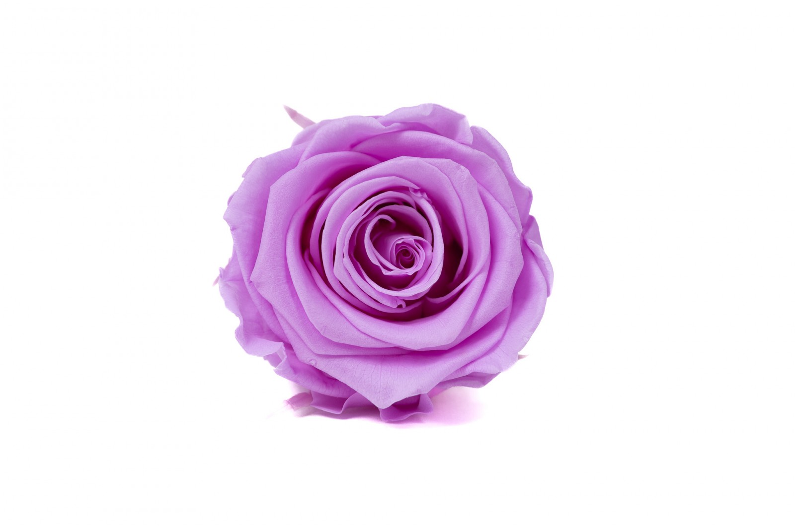 preserved-kiara-rose-heads-l-37