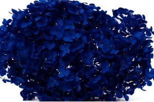 preserved-hydrangea-anna-31.