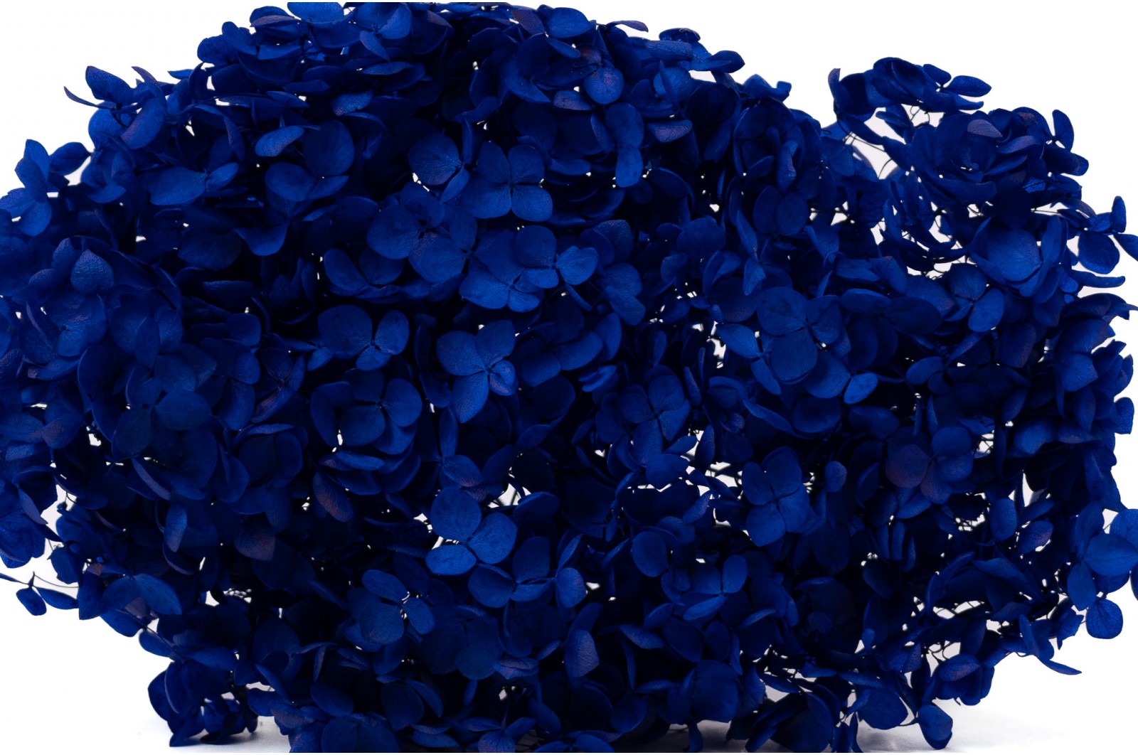 Preserved hydrangea Anna (31) preserved-hydrangea-anna-31