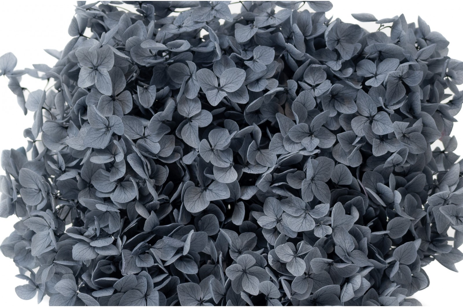 Hortensia Anna stabilisé (31) hortensia-anna-stabilise-31