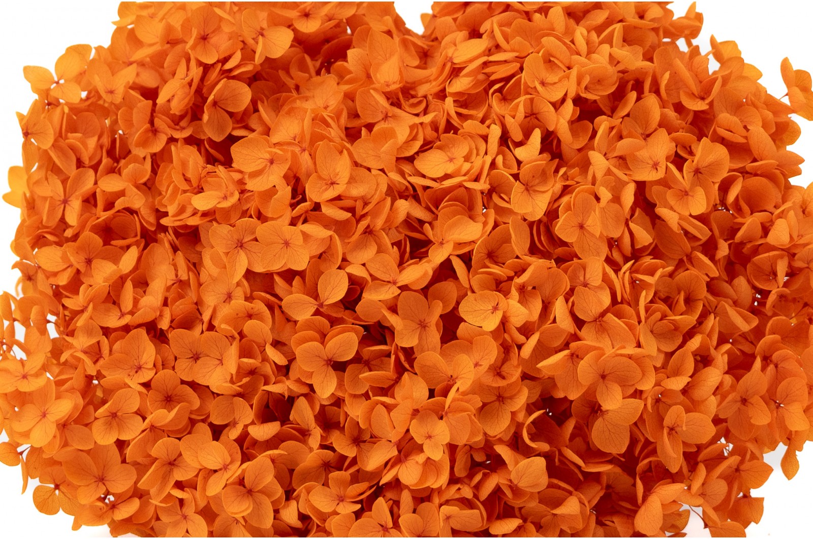 Preserved hydrangea Anna (31) preserved-hydrangea-anna-31