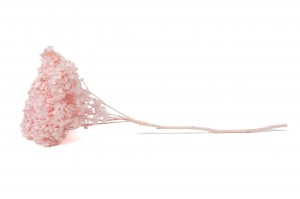 preserved-hydrangea-anna-31.