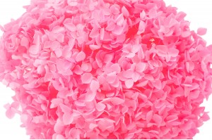 preserved-hydrangea-anna-31.