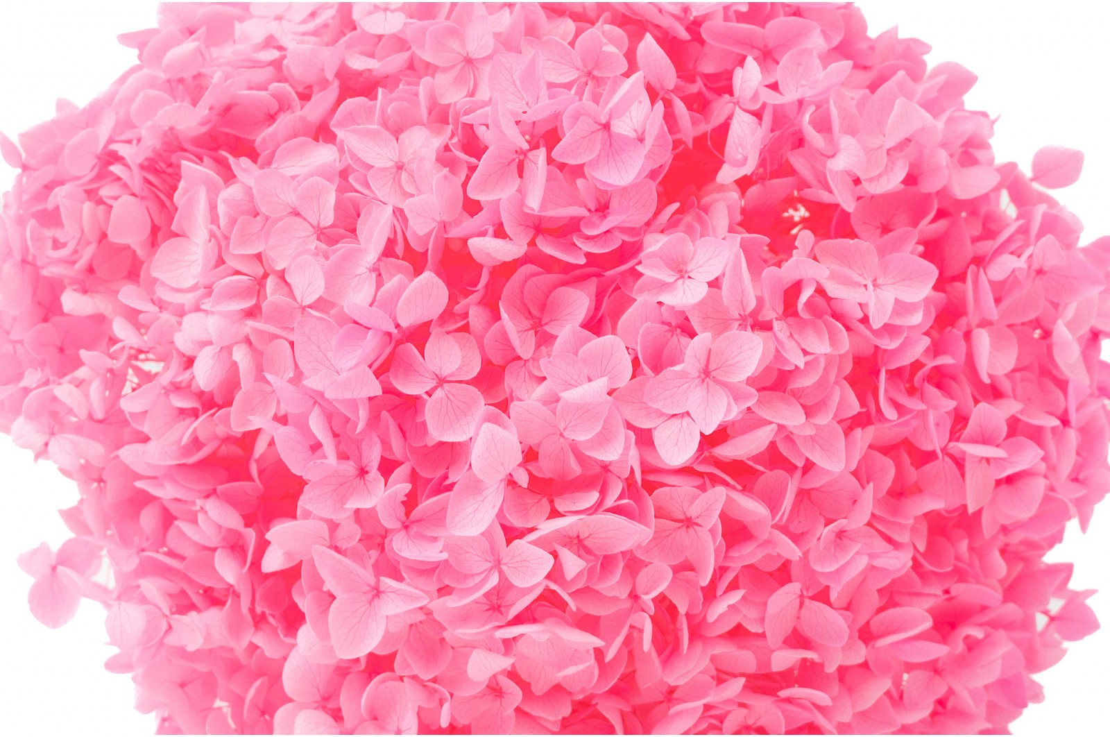 Preserved hydrangea Anna (31) preserved-hydrangea-anna-31