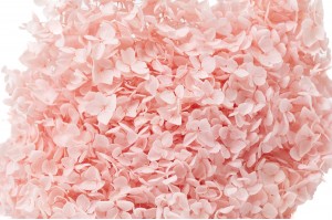 preserved-hydrangea-anna-31.