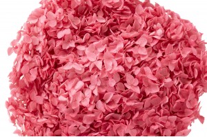 preserved-hydrangea-anna-31.