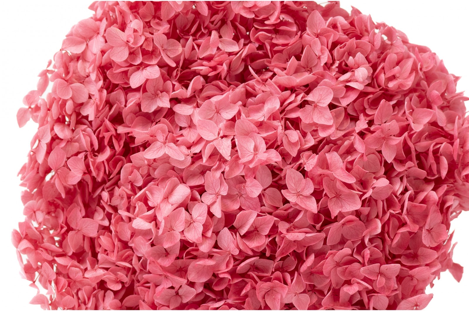 Hortensia Anna stabilisé (31) hortensia-anna-stabilise-31