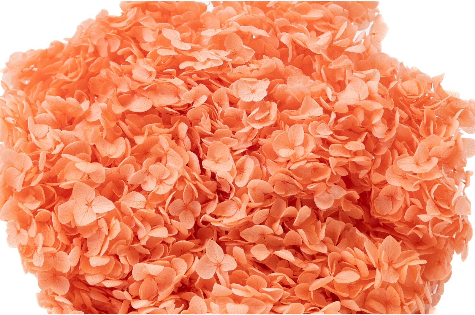 Preserved hydrangea Anna (31) preserved-hydrangea-anna-31