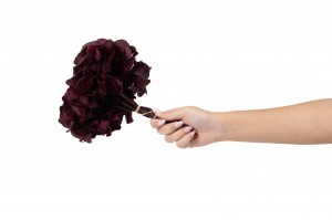 preserved-hydrangea-14.